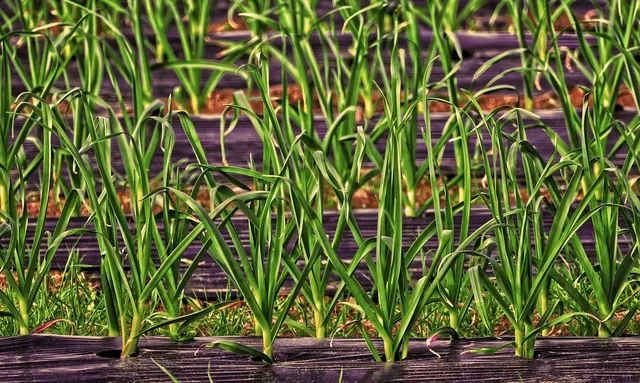 Film de paillage compostable
