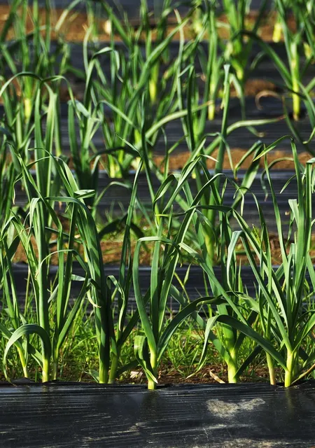 Film de paillage compostable